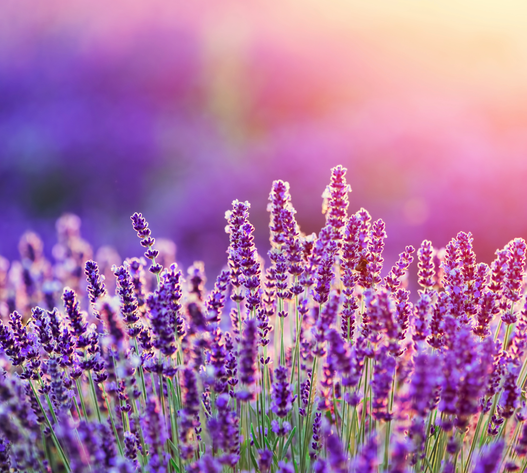 Discover the Soothing Scent of Lavender