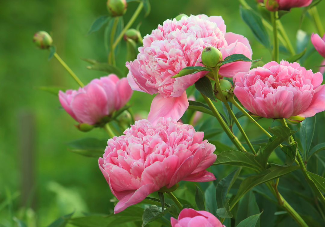 Soft and Romantic: How Peony Blossom Complements Valentine’s Day