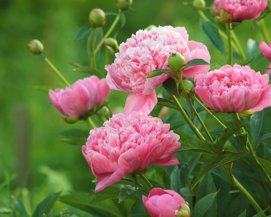 Soft and Romantic: How Peony Blossom Complements Valentine’s Day